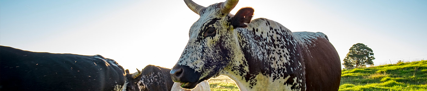 Department of Agriculture and Animal Health